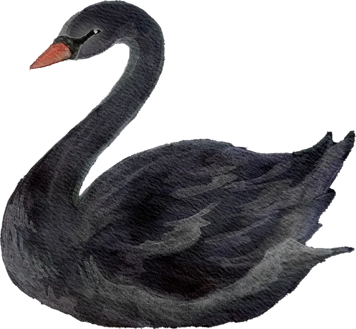 A black swan